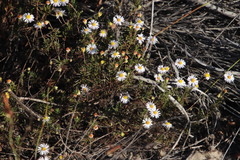 Felicia hyssopifolia