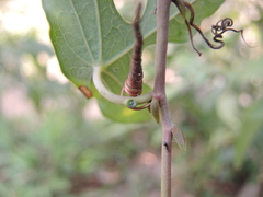 Passiflora viridiflora