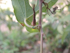 Passiflora viridiflora