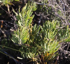 Leucospermum tomentosum