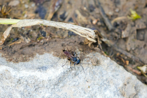 Crabronid wasp photo 5