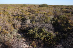 Leucospermum tomentosum