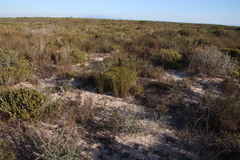 Thamnochortus bachmannii