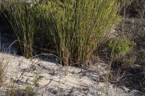 Steenbuck Thatchreed (Thamnochortus bachmannii)