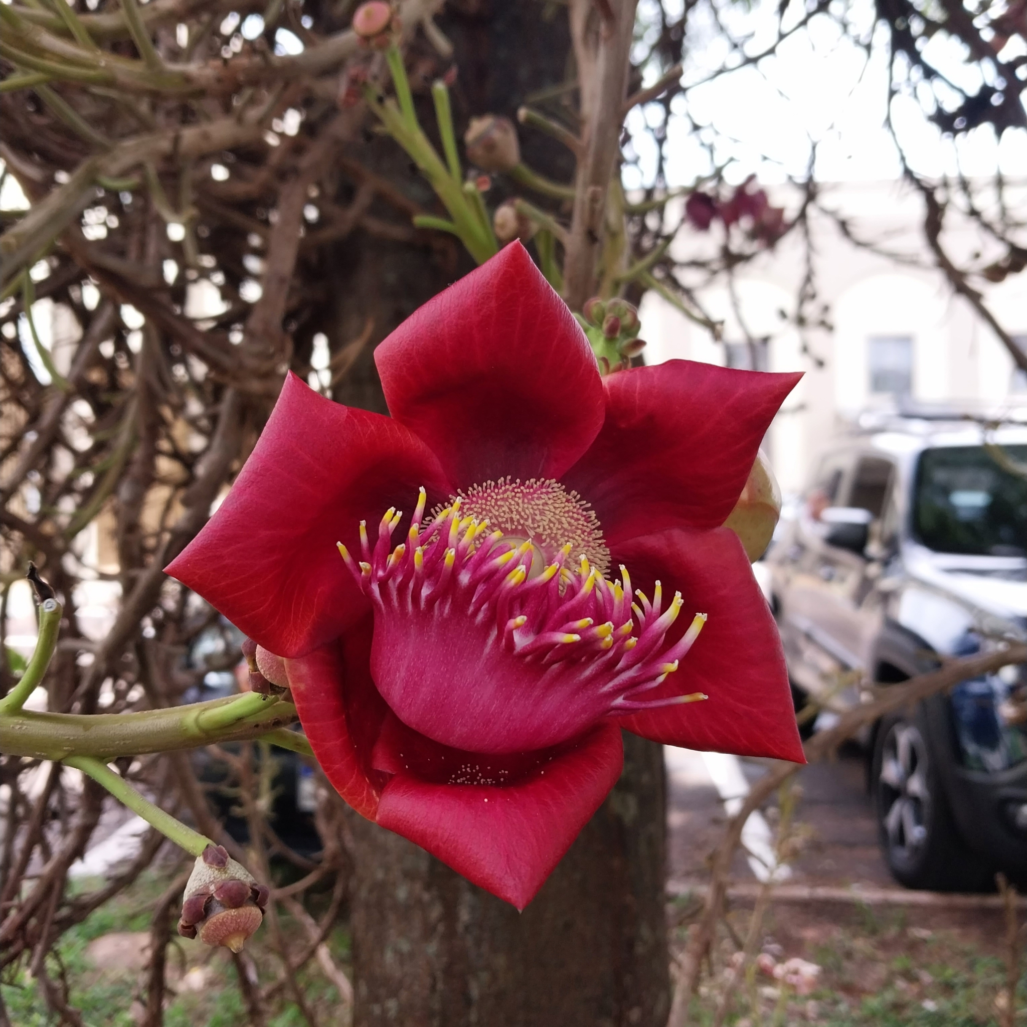 Couroupita guianensis