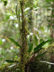 Elaphoglossum bellermannianum