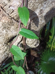 Aristolochia indica, photograph Sindhu Haridas, CC BY, iNaturalist via GBIF