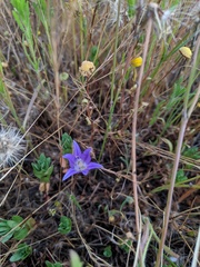 Brodiaea terrestris kernensis