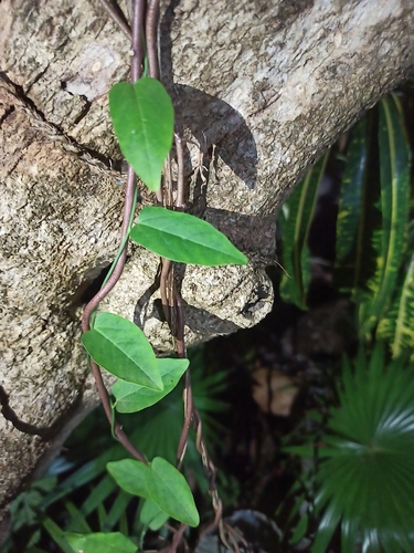 Aristolochia indica, photograph 4