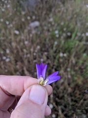 Brodiaea terrestris kernensis
