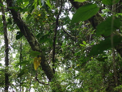 Philodendron longirrhizum