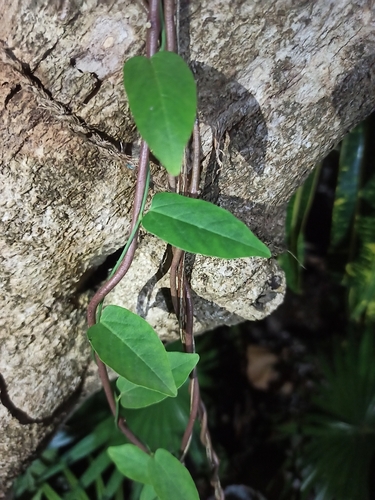 Aristolochia indica, photograph 5