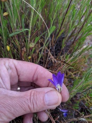 Brodiaea terrestris kernensis