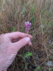 Castilleja densiflora gracilis