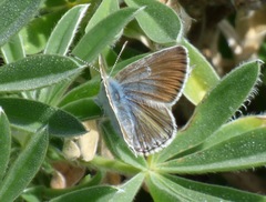 Icaricia icarioides parapheres