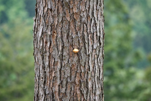 Cryptoporus volvatus