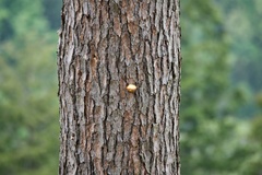 Cryptoporus volvatus