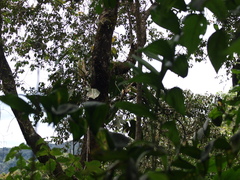Philodendron longirrhizum