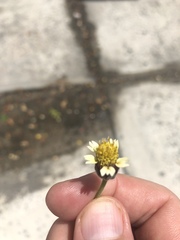 Tridax procumbens image