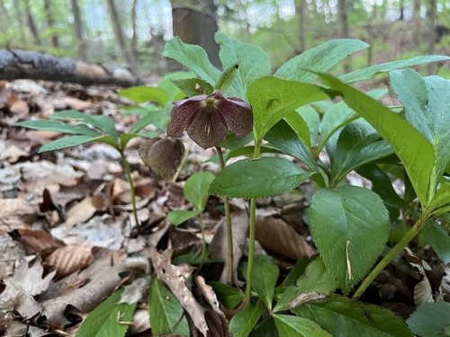 Helleborus orientalis