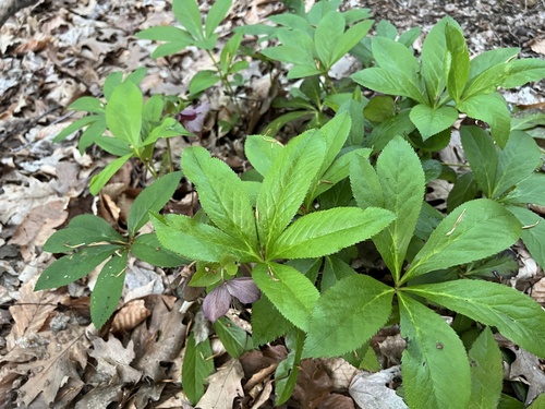 Helleborus orientalis