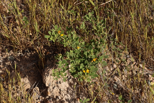 Image of Acmispon maritimus by (c) Millie Basden, some rights reserved (CC BY)