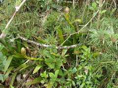 Guzmania triangularis