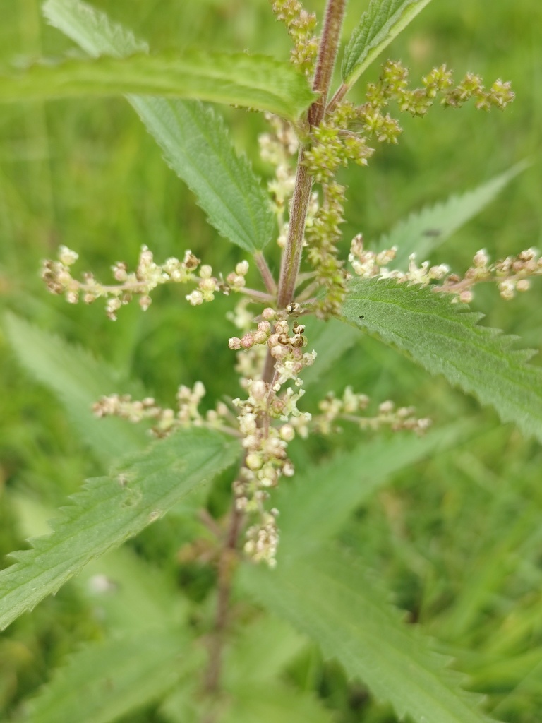 Urtica mexicana
