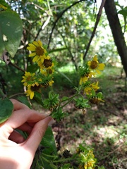 Smallanthus pyramidalis