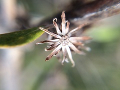 Olearia adenocarpa