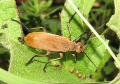 Epicauta immaculata