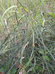 Macrozamia parcifolia