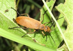 Epicauta immaculata