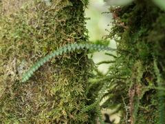 Melpomene flabelliformis