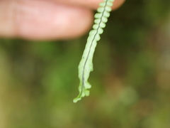 Melpomene flabelliformis