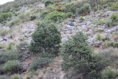 Pinus cembroides