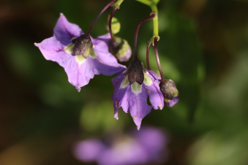 Image of Solanum parishii by (c) Millie Basden, some rights reserved (CC BY)