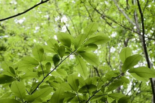 Meliosma myriantha (Meliosma myriantha)