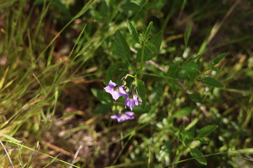 Image of Solanum parishii by (c) Millie Basden, some rights reserved (CC BY)