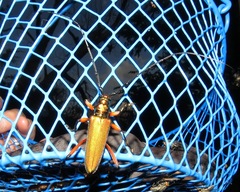 Plinthocoelium suaveolens