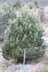 Pinus cembroides