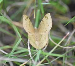 Erastria decrepitaria