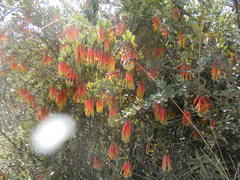 Tristerix penduliflorus