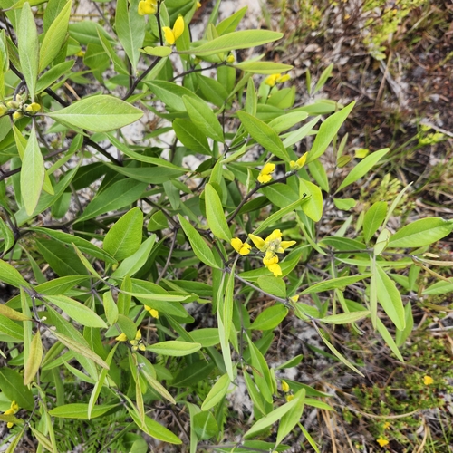 Image of Baptisia lanceolata by no rights reserved