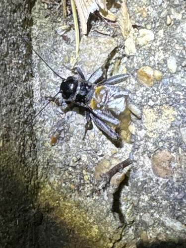Southeastern Field Cricket photo 4