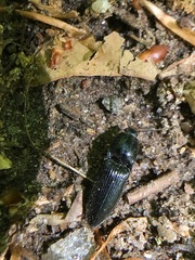 Melanactes