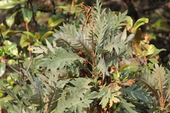 Bocconia arborea