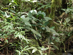 Erythrodes