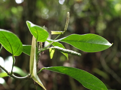 Anthurium longegeniculatum