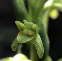 Platanthera michaelii